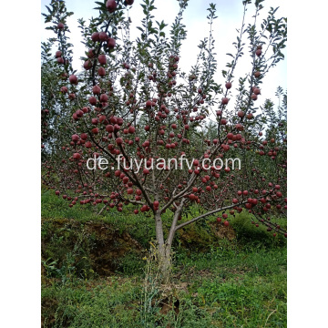 2019-jähriger neuer frischer Huaniu-Apfel